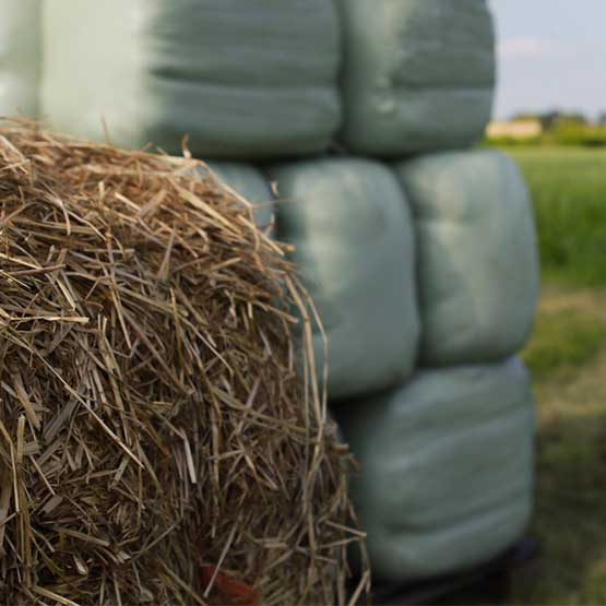 IMGP0823_edit.jpg نایلون بسته بندی علوفه - تصویر 1