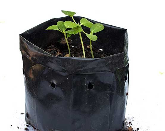 Plant-inBag.jpg نايلون کشت نهال - تصویر 1